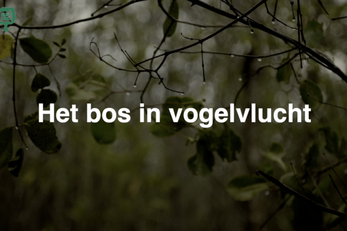 Afl. 2 Busi Taki: Het bos in vogelvlucht