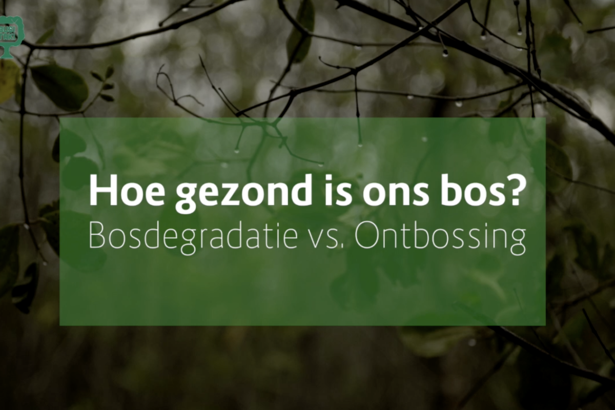 Afl. 3 Busi Taki: ontbossing vs. bosdegradatie