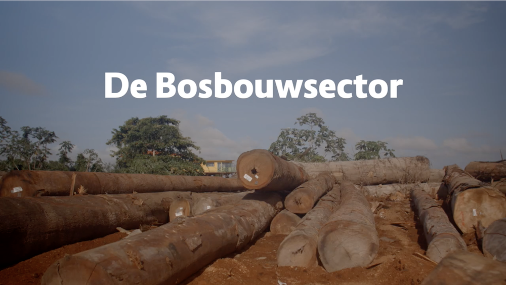 Afl. 7 Busi Taki: hoe ziet de bosbouwsector eruit?