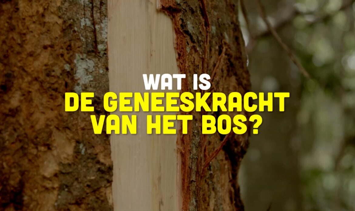 Busi Taki: Wat is de geneeskracht van het bos? (S0203)