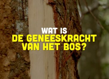 Busi Taki: Wat is de geneeskracht van het bos? (S0203)