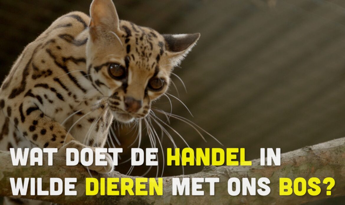 Busi Taki: Wat doet de handel in wilde dieren met ons bos? (S0213)