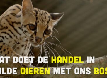 Busi Taki: Wat doet de handel in wilde dieren met ons bos? (S0213)