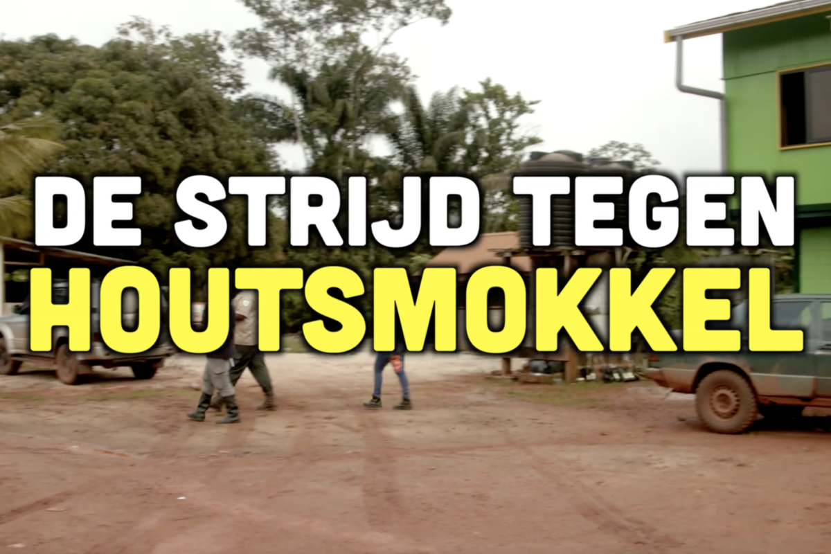Busi Taki: De strijd tegen houtsmokkel (S03E8)