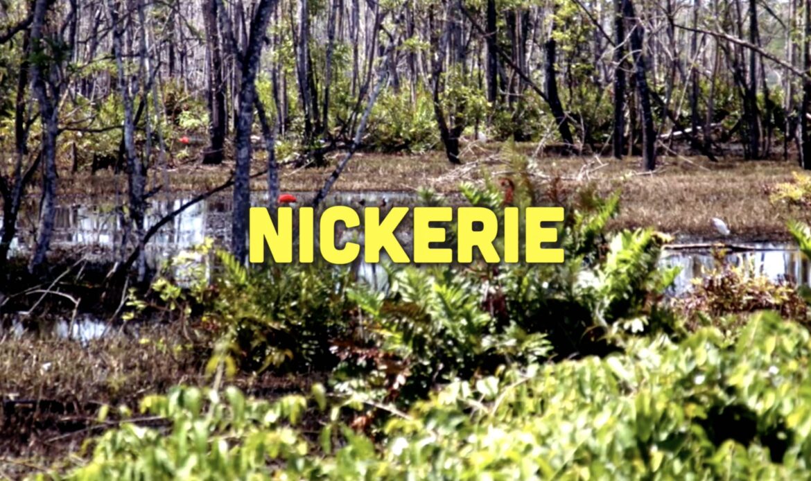 Busi Taki: beschermde natuurgebieden in Nickerie